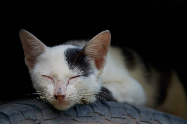 cat sleep on a tire wheel