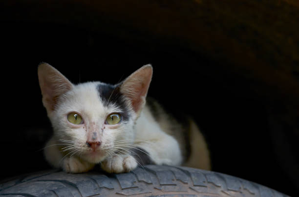 istock cat sleep on a tire wheel 880758476
