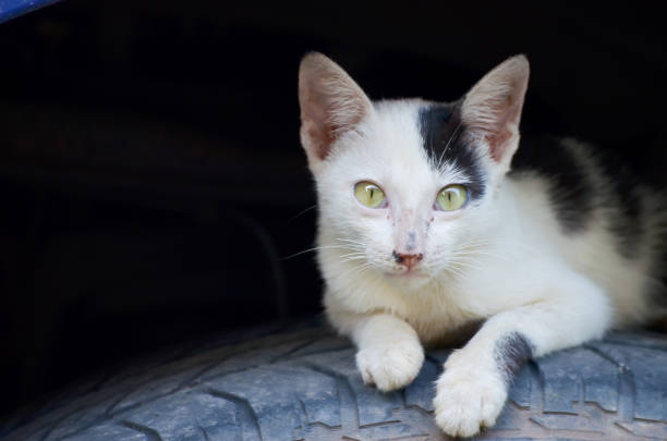 istock cat sleep on a tire wheel 880758480