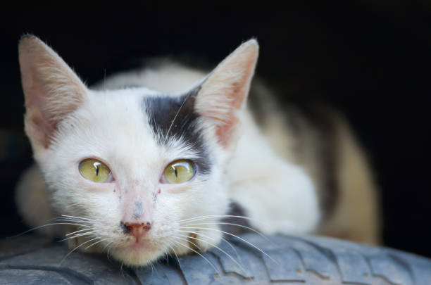 istock cat sleep on a tire wheel 880758504