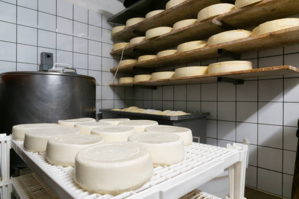 istock handmade italian cheese production in mountain farm 880776558