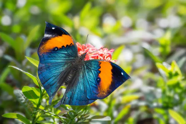 Close up of Orange oakleaf or Dead leaf (Kallima inachus) butterfly visiting on flower, dorsal view