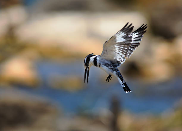 Pied Kingfisher in-flight getting ready to dive into Lake Malawi