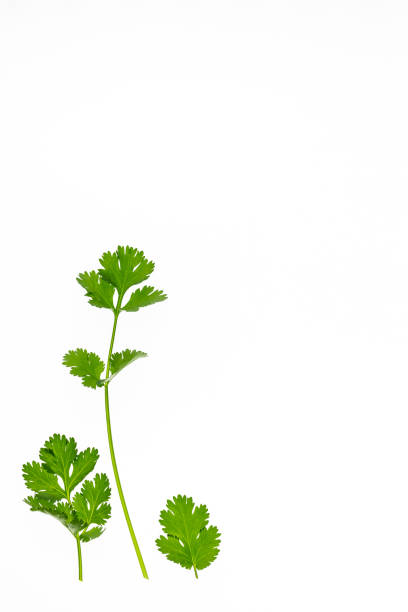 istock Chinese parsley leaves on white background 880789536