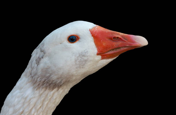 White goose isolated on a black background.