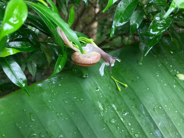 istock Snail on banana leaf in the garden 880801422