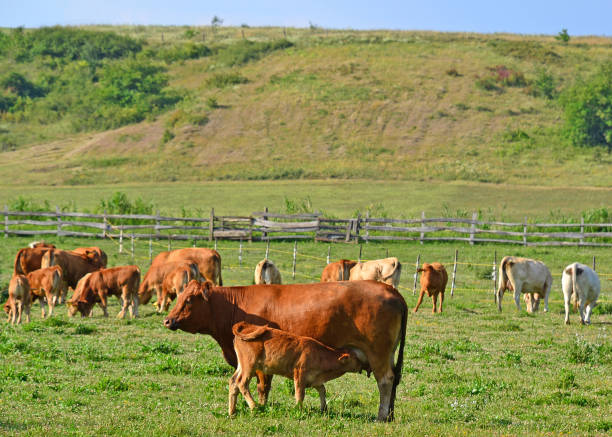 istock Cows on the meadow in summer time 880801464