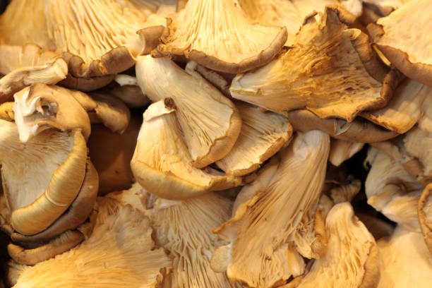 istock Mushroom for sale at market 880801558