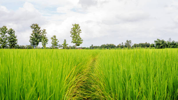 istock green rice plantation in Thailand. 880802028