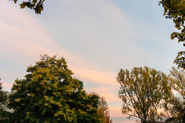 istock trees in autumn with red sunset sky 880807630