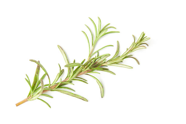 istock Fresh rosemary isolated on a white background 880813062