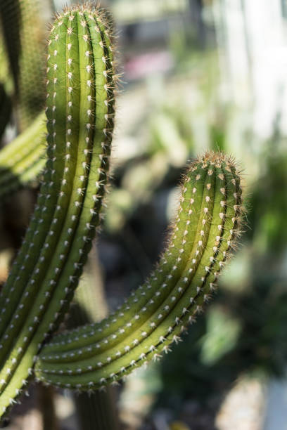 browningia chlorocarpa cactus succulent from mexico desert abstract view