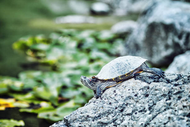 istock turtle on a sunny day on a pond. 880821334
