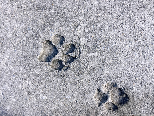 istock Dog's Footprint on Cement Floor 880833156