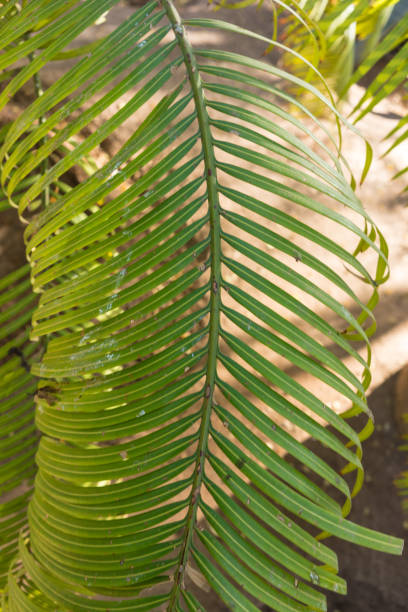 lepidozamia peroffskaya palm leaf structure from australia lepidozamia peroffskaya palm leaf background design from australia lepidozamia stock pictures, royalty-free photos & images