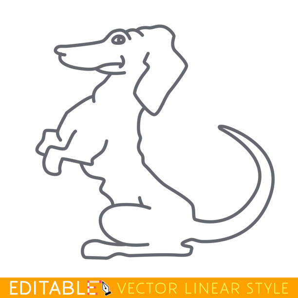 ilustrações de stock, clip art, desenhos animados e ícones de cute dog. puppy dachshund. editable linear icon. hand drawn doodle vector illustration. - dachshund dog white background hunting dog