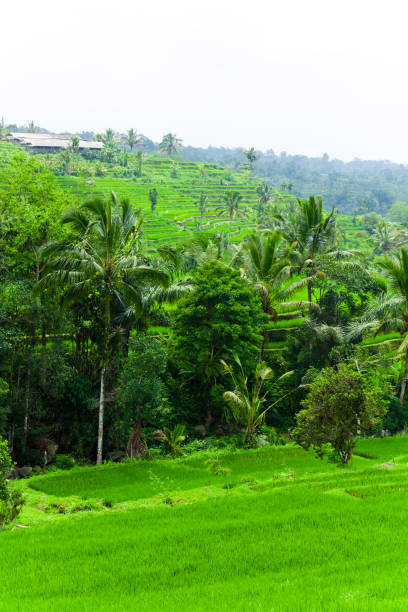 istock Beautiful Asian Landscape 880838292