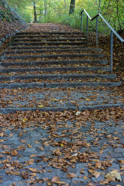 istock stairs in forest with brown and yellow autumn leaf 880838758