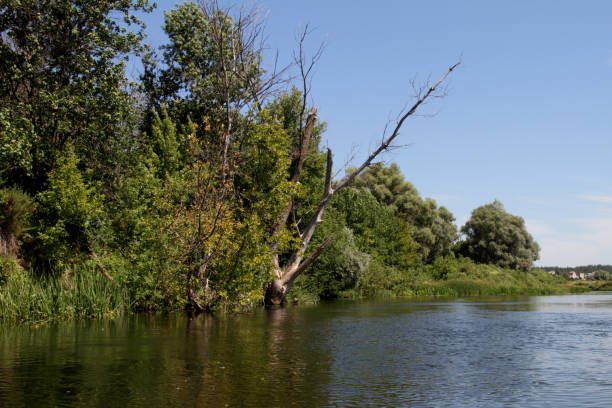 arbre sec sur la rive du fleuve. - ecological reserve tree reflection land feature photos et images de collection