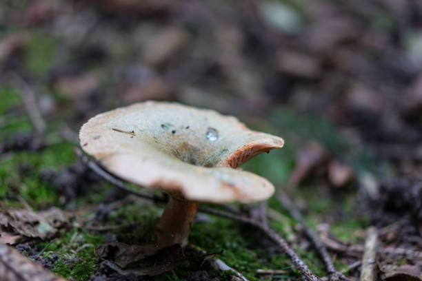 istock white mushroom close up view in forest 880842424