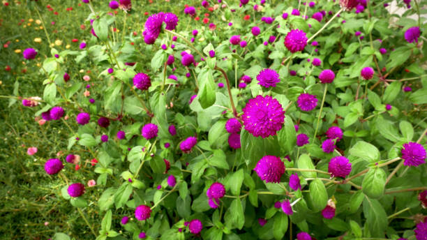 istock Field of Globe Amaranth Flowers Background 880844770