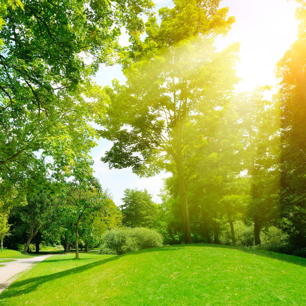 istock Bright sunny day in park. The sun rays illuminate green grass and trees. 880845802