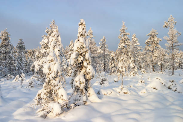istock Spruce forest with lots of snow 880851058