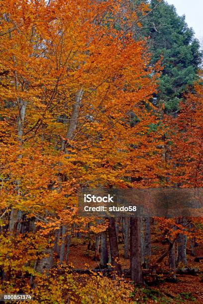 Autumn Ackground Stock Photo - Download Image Now - Abstract, Autumn, Beauty In Nature