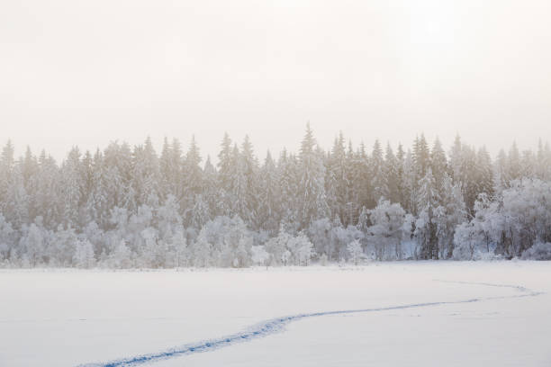 istock Footprints in the snow heading towards the forest 880851564