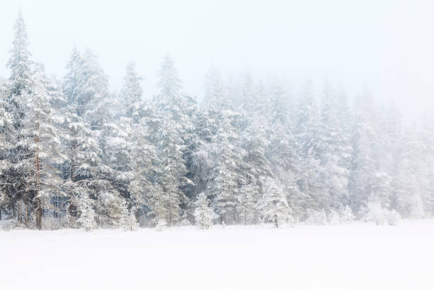 istock Fresh snow in the winter forest 880851588