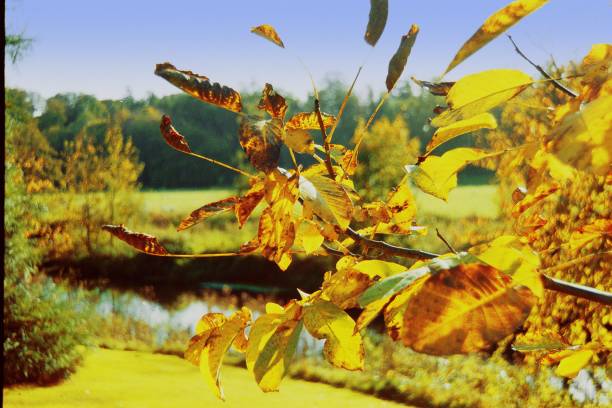 istock Autumn colour woodland 880851714