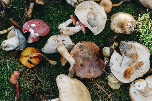 istock Variety of uncooked wild forest mushrooms 880851772