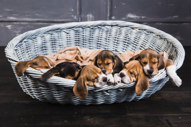 istock Little beagles in big basket 880855522