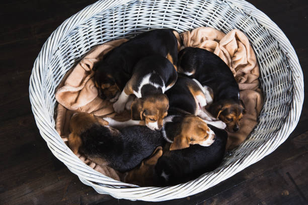 istock Six beagle puppies lay in big basket 880855526
