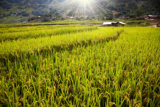 green rice fields in Ta Phin village, Sa Pa, Vietnam stock photo