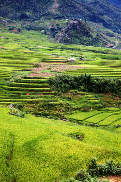 istock terraced green rice fields around Sa Pa, Vietnam 880860664