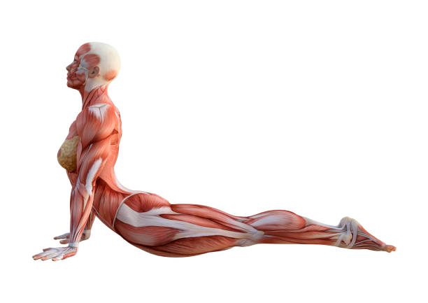 3D rendering female figure with muscle maps on white 3D rendering of a female figure with muscle maps exercising yoga isolated on white background yoga anatomy stock pictures, royalty-free photos & images