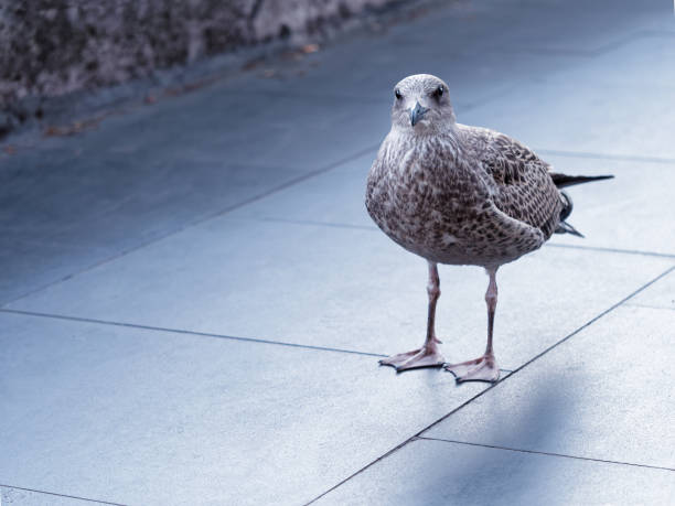 istock Seagull standing on the street 880873114