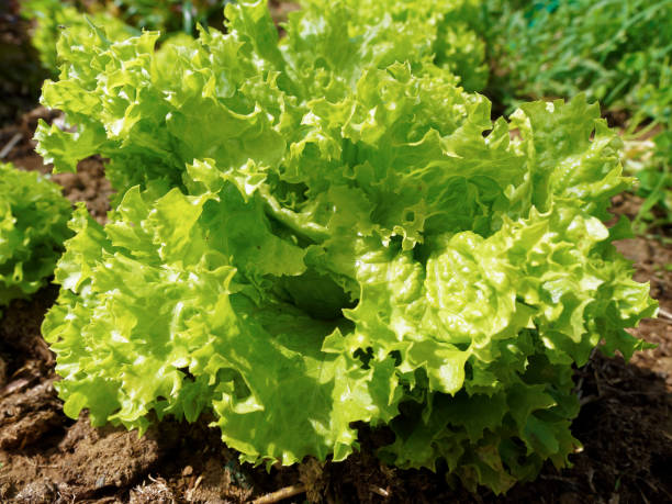 istock Green salad in the garden 880873124