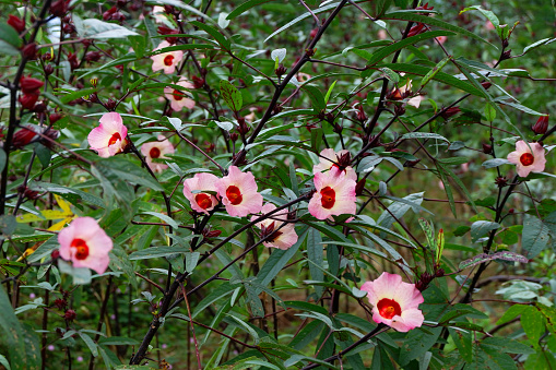 Roselle fruit and flower in garden.