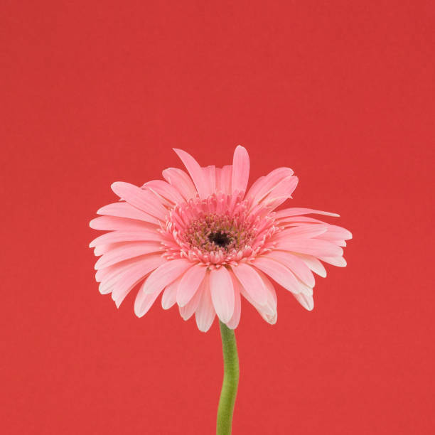 istock Pink Gebera flower on red background 880880092