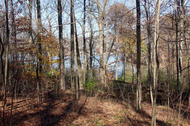 istock Trees of the Autumn Forest 880883132