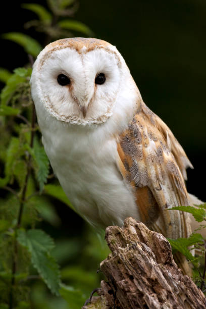 istock Barn Owl (Tyto alba) - United Kingdom 880883238