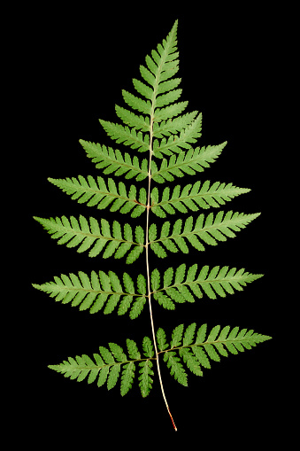 Green fern leaf isolated on black background