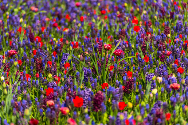 istock Beautiful tulips field 880891546