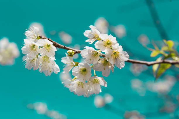 Cherry Blossom or Sakura flower on sky nature background.