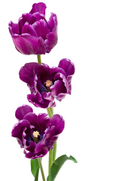 istock Beautiful purple parrot tulips on white 880901662