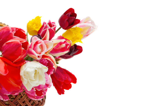 istock beautiful tulips of different varieties in a basket on white background 880901664