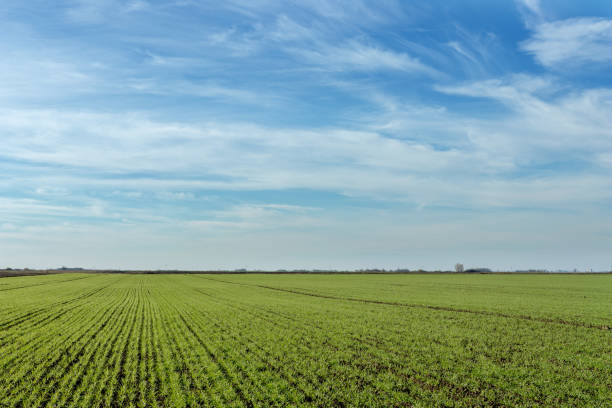 istock Green wheat field. Young wheat in neat rows. 880902158