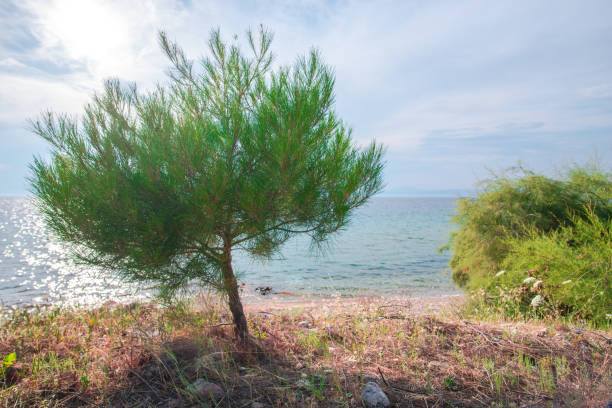 Beautiful costline at the sea